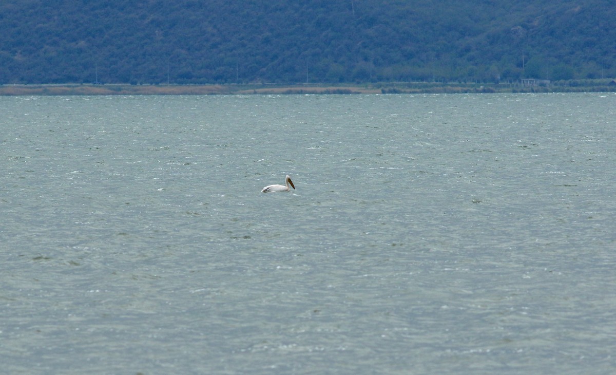 Great White Pelican - ML638951830