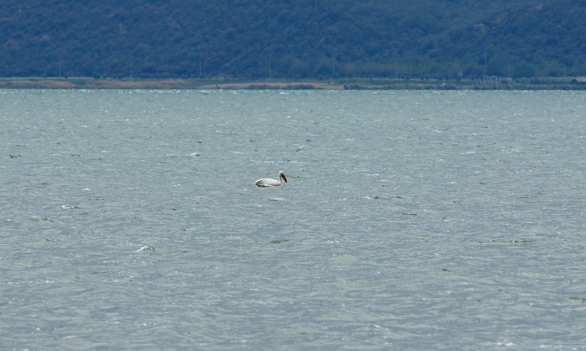 Great White Pelican - ML638951831