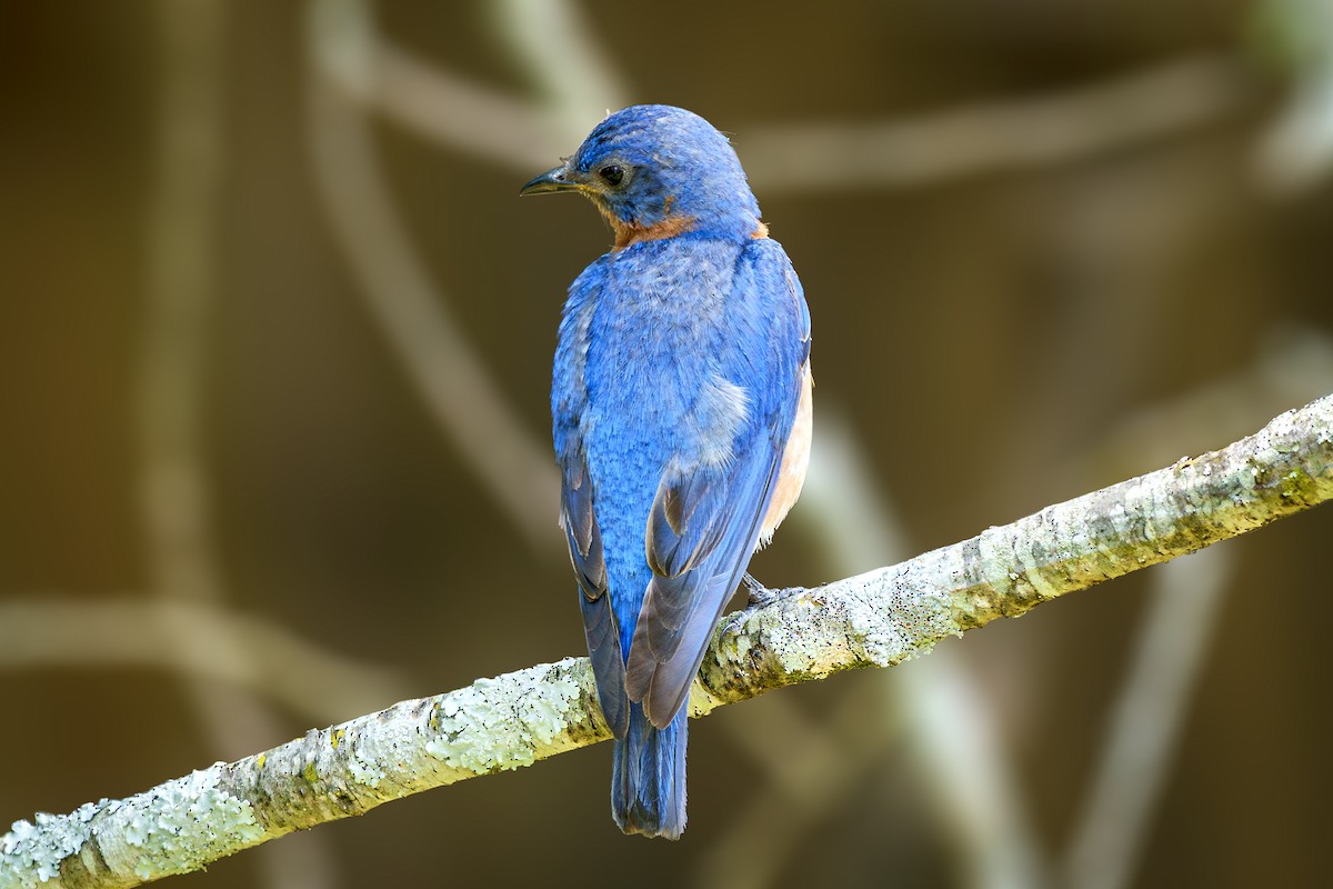 Eastern Bluebird - ML638951832