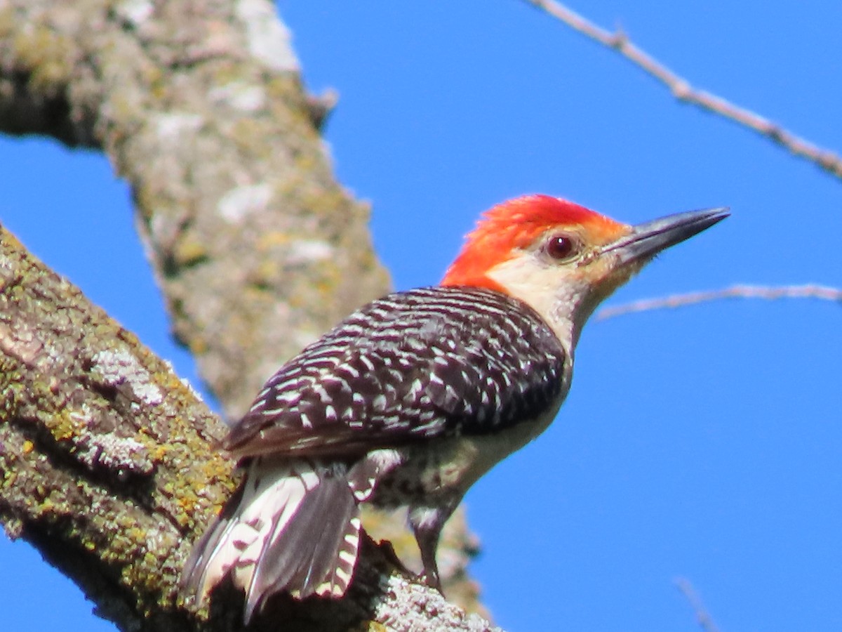 Red-bellied Woodpecker - ML638951835