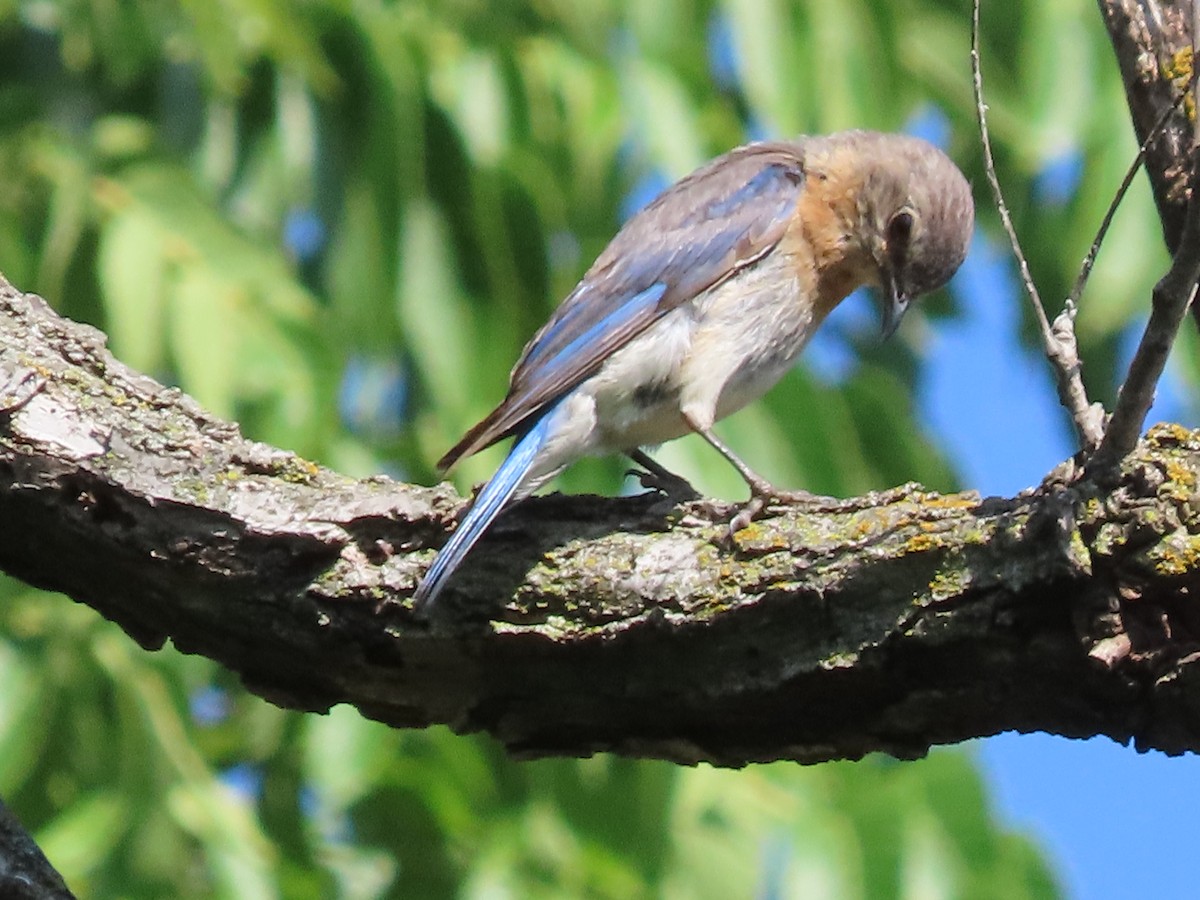 Eastern Bluebird - ML638951845