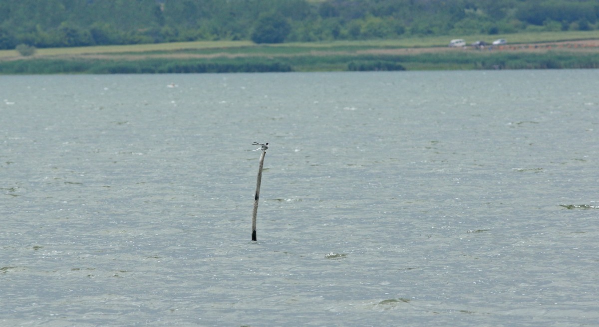 Common Tern - ML638951860