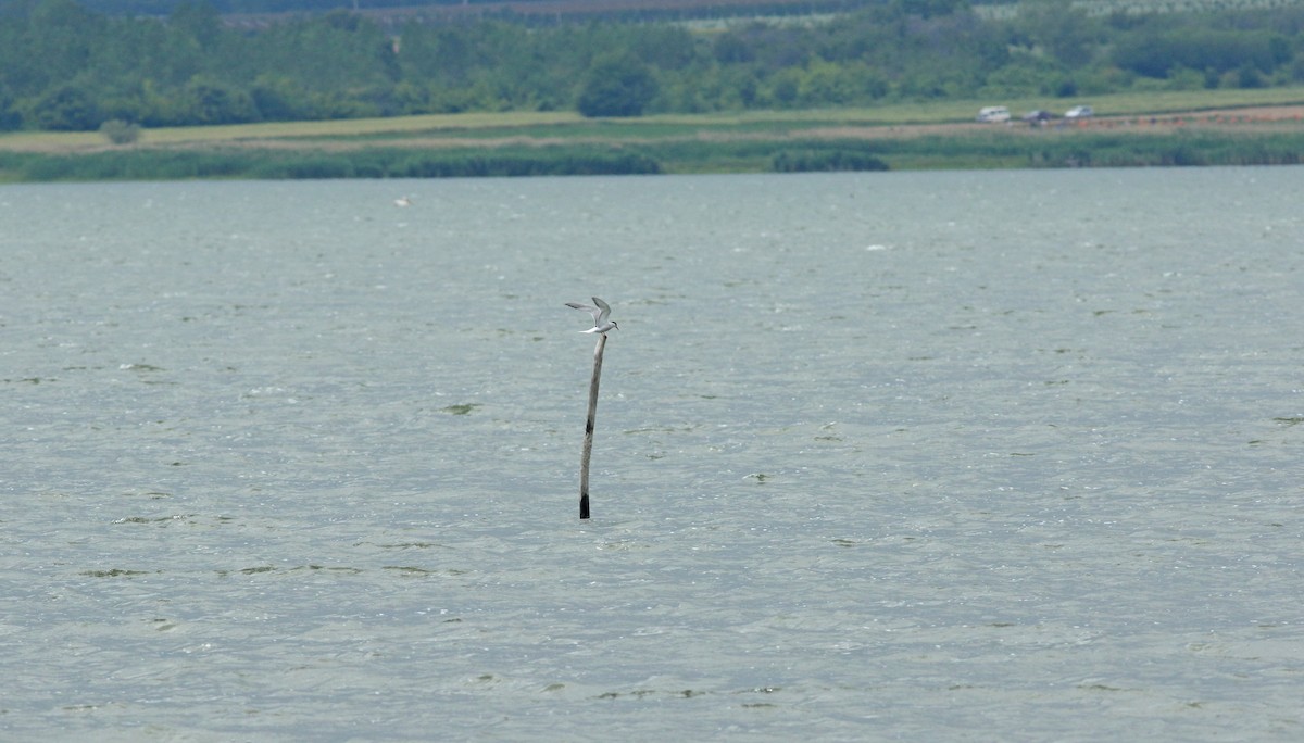 Common Tern - ML638951862