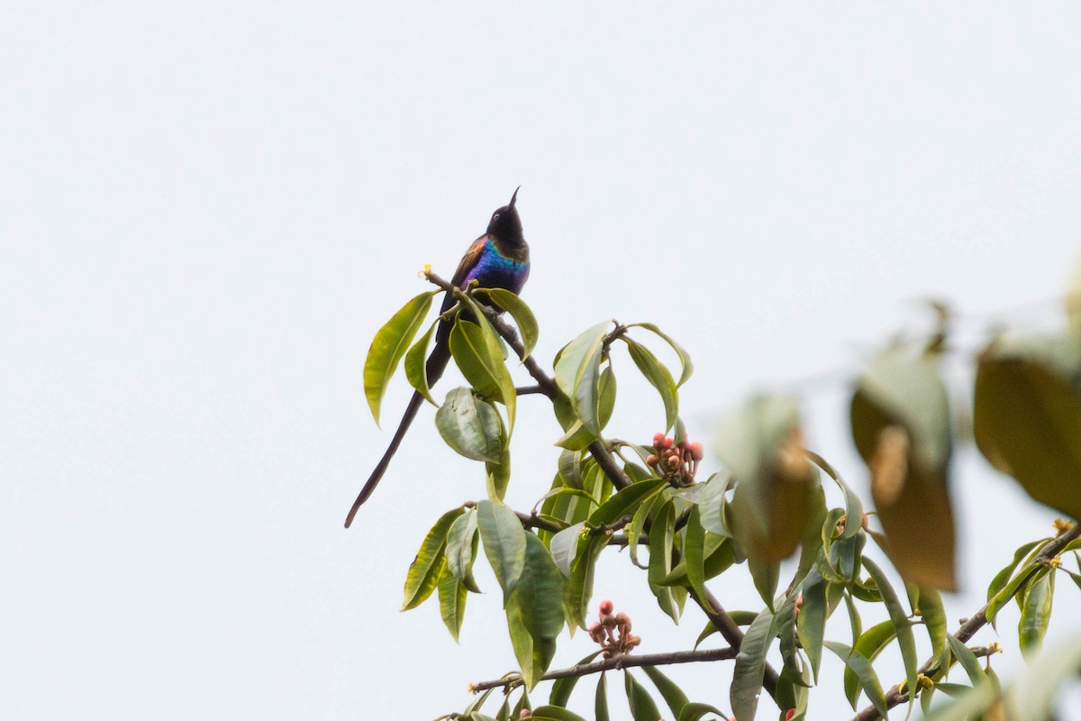 Purple-breasted Sunbird - ML638951863