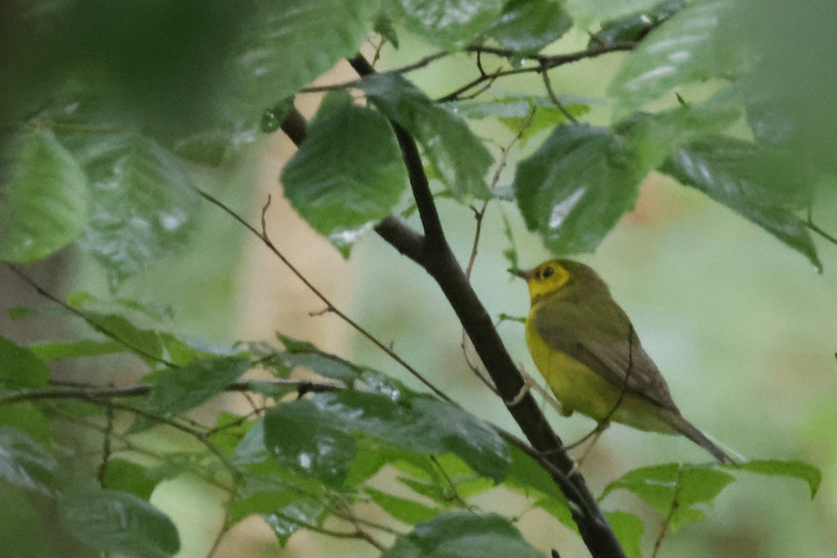 Hooded Warbler - ML638951864