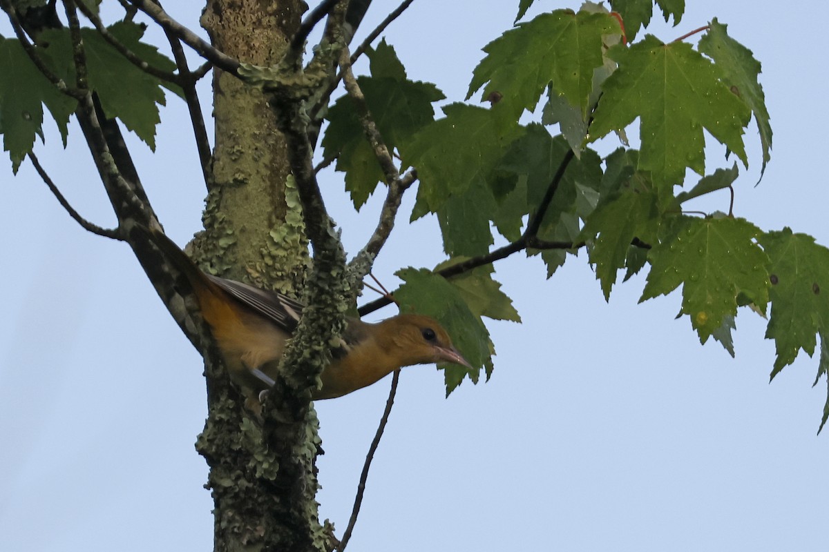 Baltimore Oriole - ML638951867
