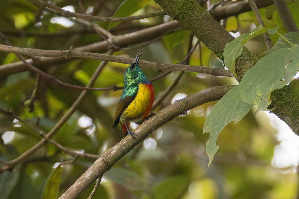 Regal Sunbird - ML638951873