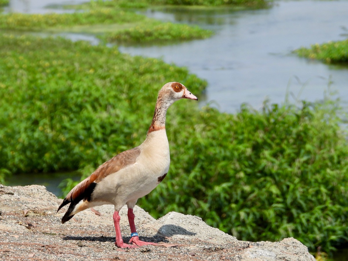 ebird-checklist-15-jul-2025-upper-santa-ana-river-glassell-st-to