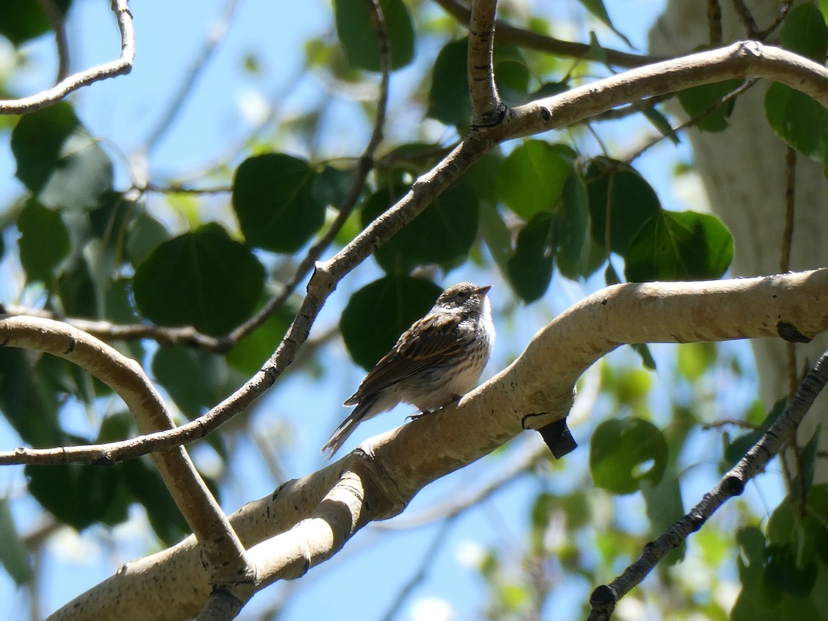 Lincoln's Sparrow - ML638951879