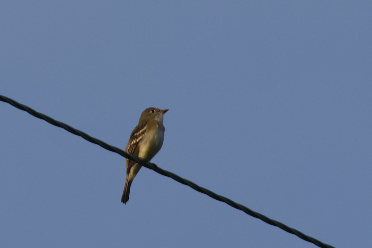 Alder Flycatcher - ML638951895