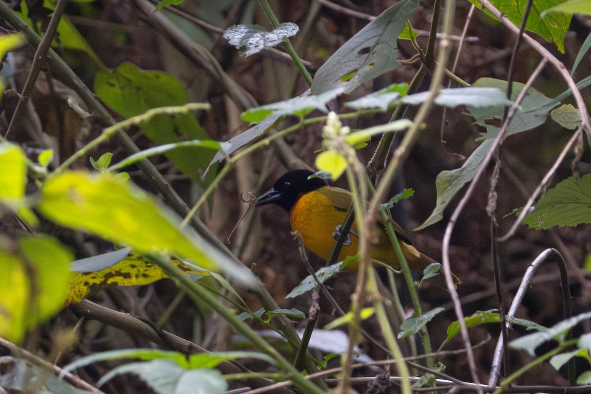 Strange Weaver - ML638951906