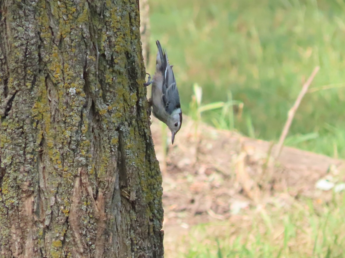White-breasted Nuthatch - ML638951917
