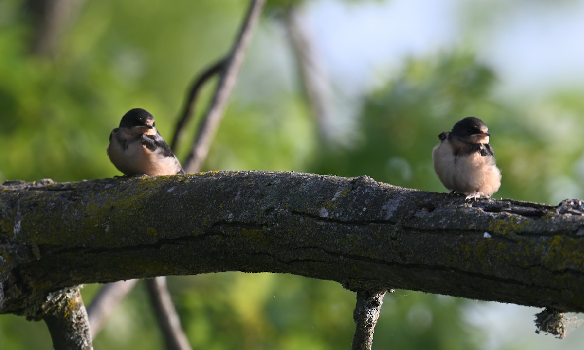 Golondrina Común - ML638951918
