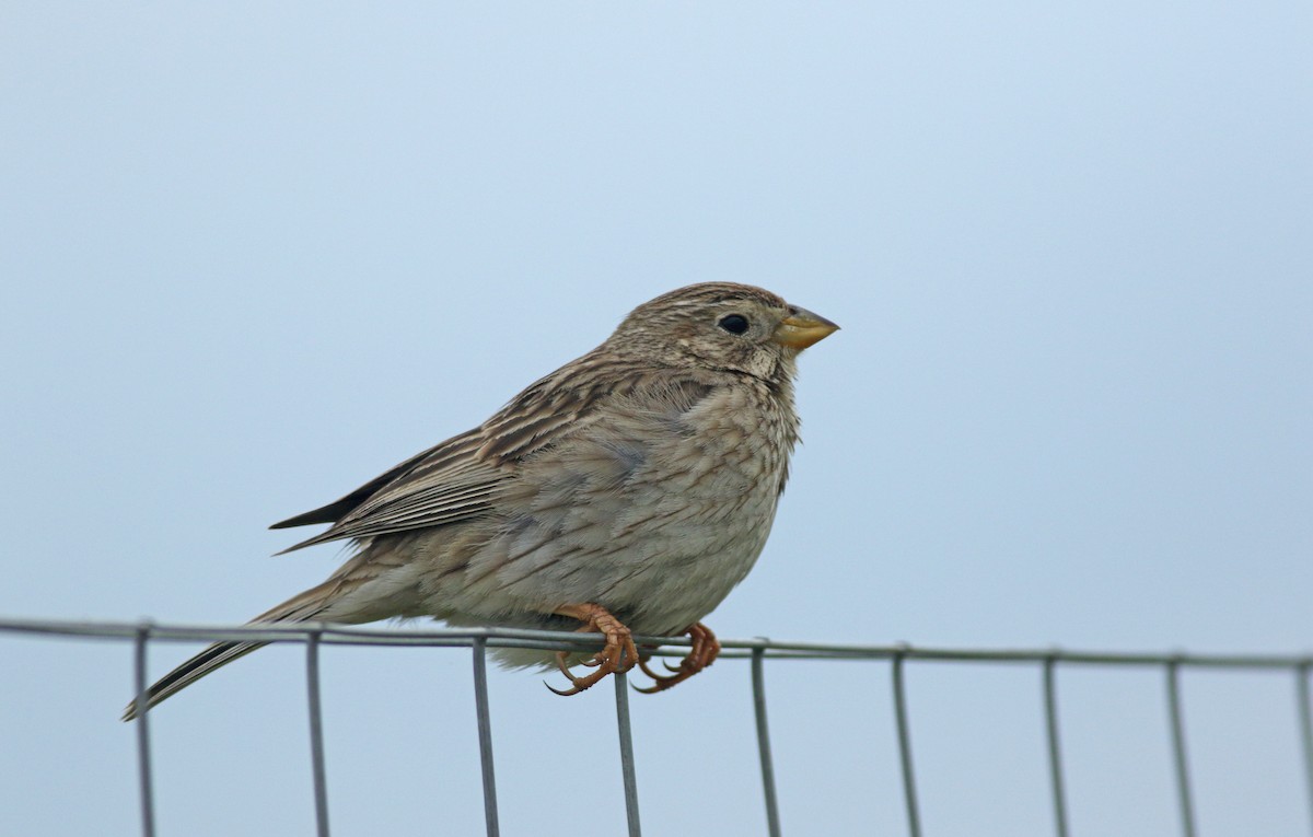 Corn Bunting - ML638951924