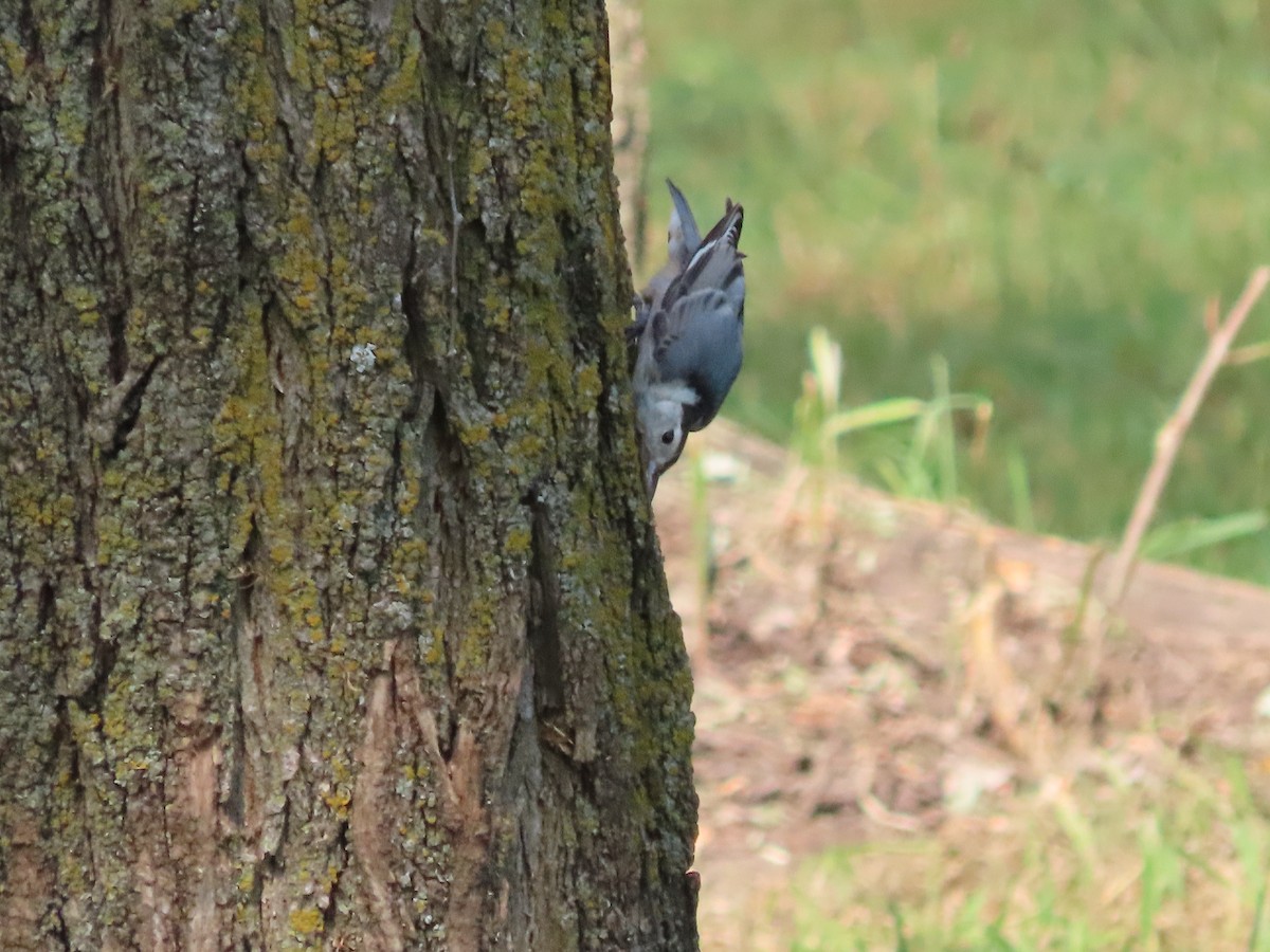 White-breasted Nuthatch - ML638951927