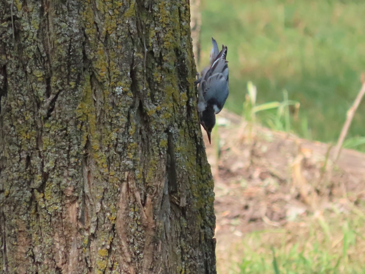 White-breasted Nuthatch - ML638951930