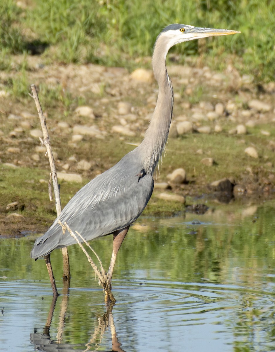 Great Blue Heron - ML638951931