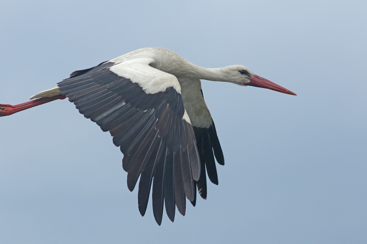 White Stork - ML638951932