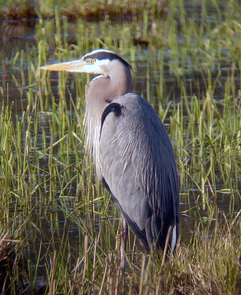 Great Blue Heron - ML638951939