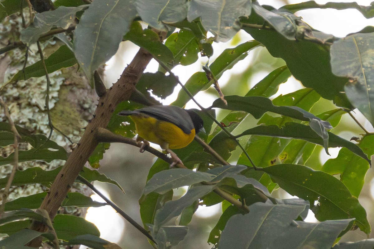 Dark-backed Weaver - ML638951941