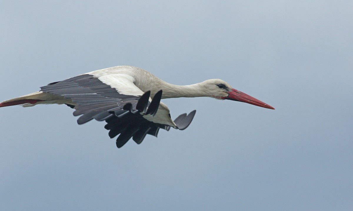 White Stork - ML638951942