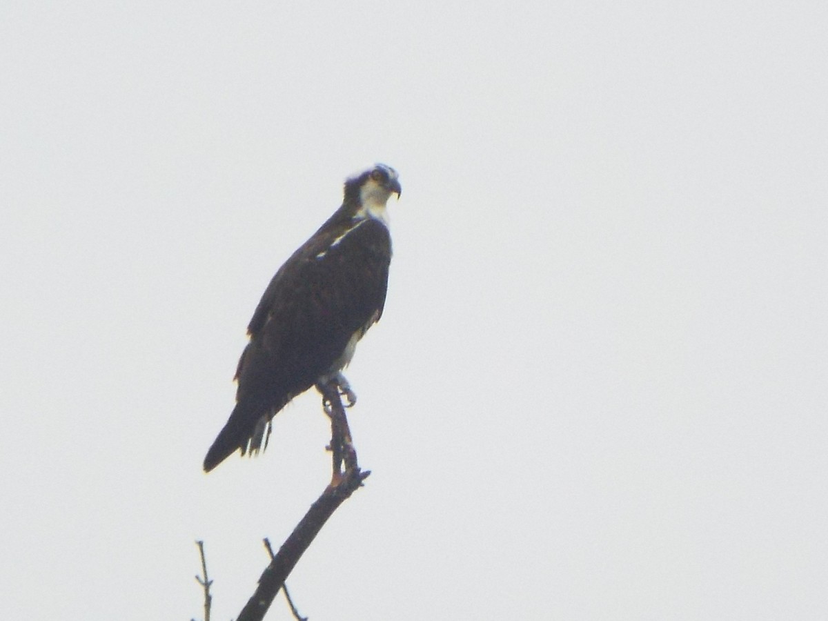 Balbuzard pêcheur (carolinensis) - ML638951943