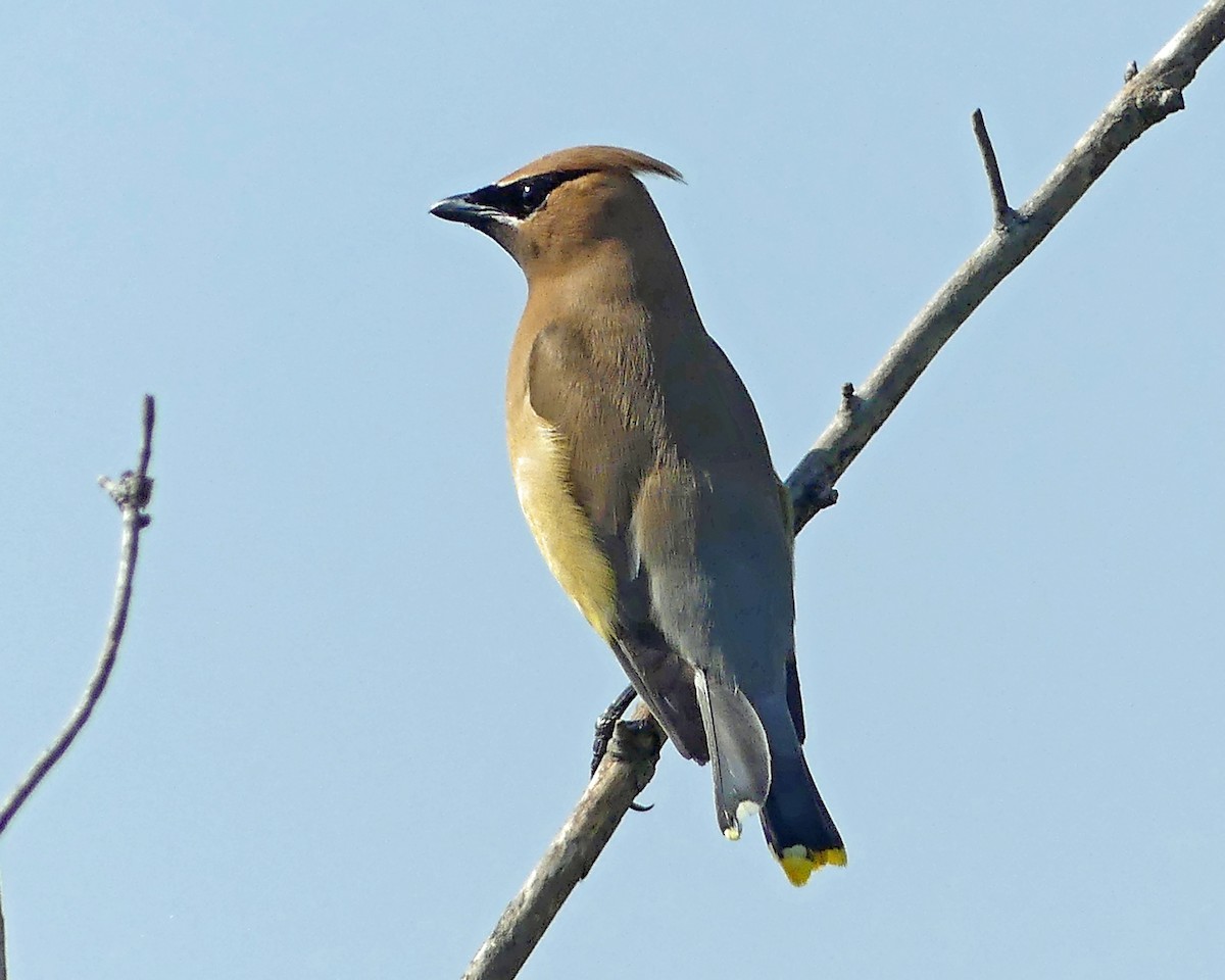 Cedar Waxwing - ML638951971