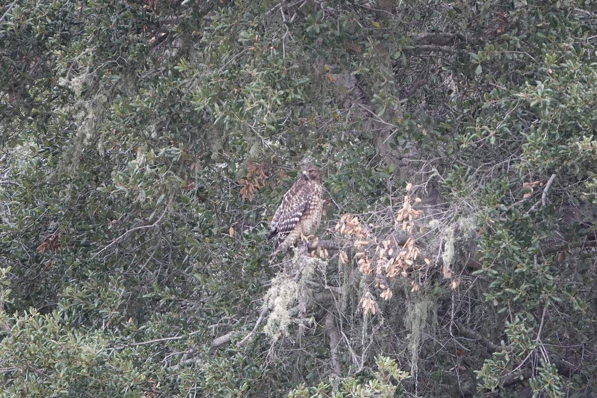 Red-shouldered Hawk - ML638951988