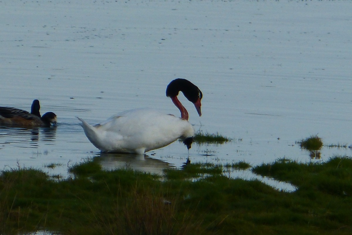 Cigno collonero - ML638951992