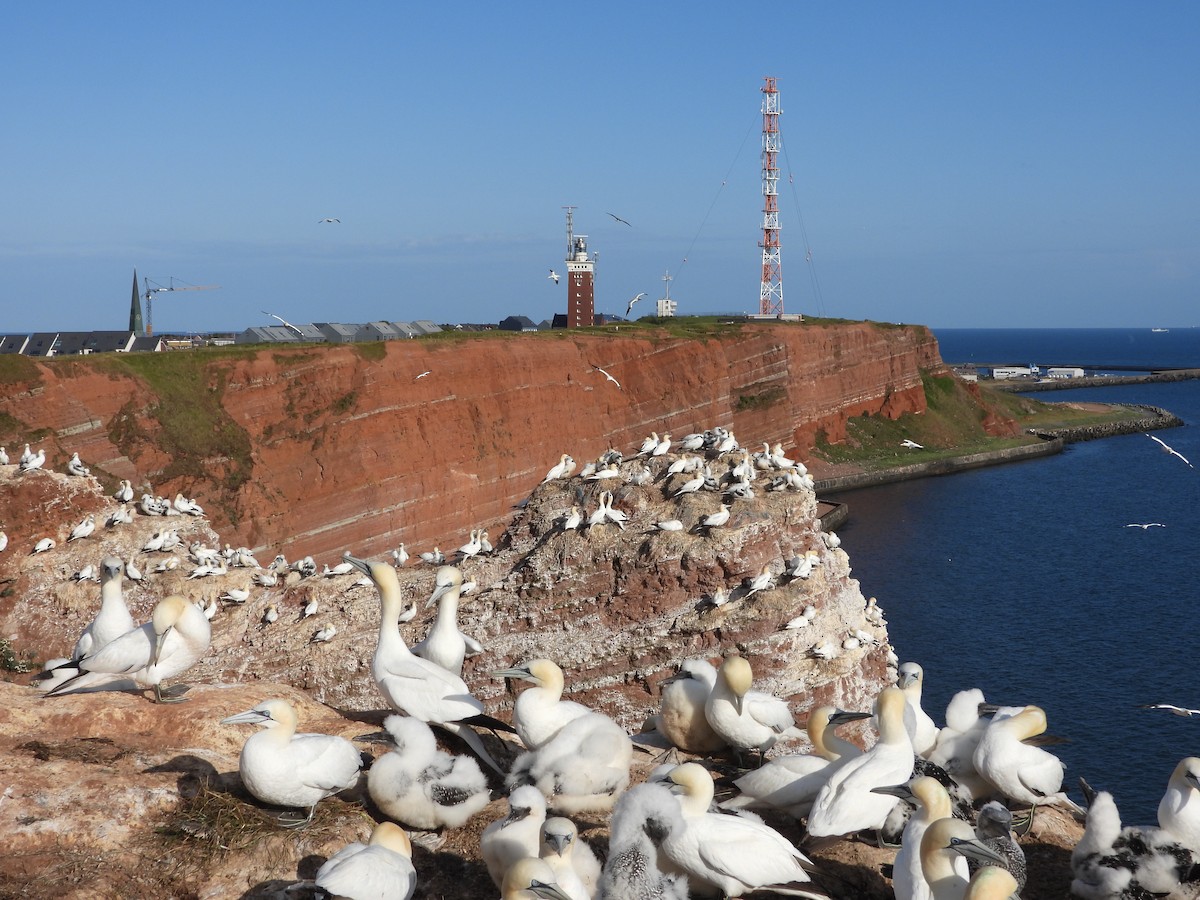 Northern Gannet - ML638951993