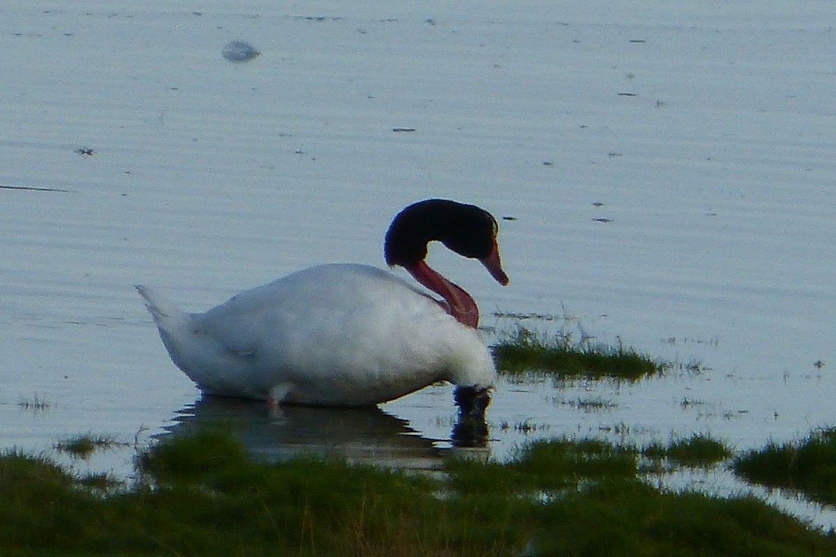 Cigno collonero - ML638952008