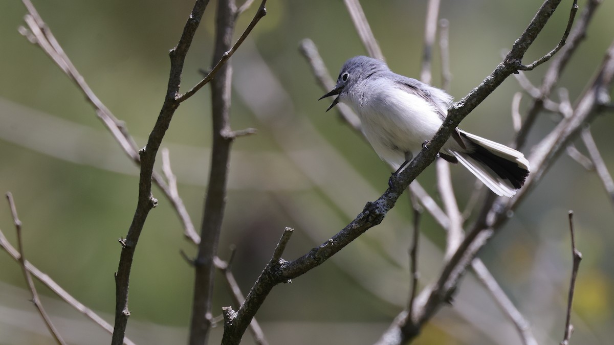 Blue-gray Gnatcatcher - ML638952072