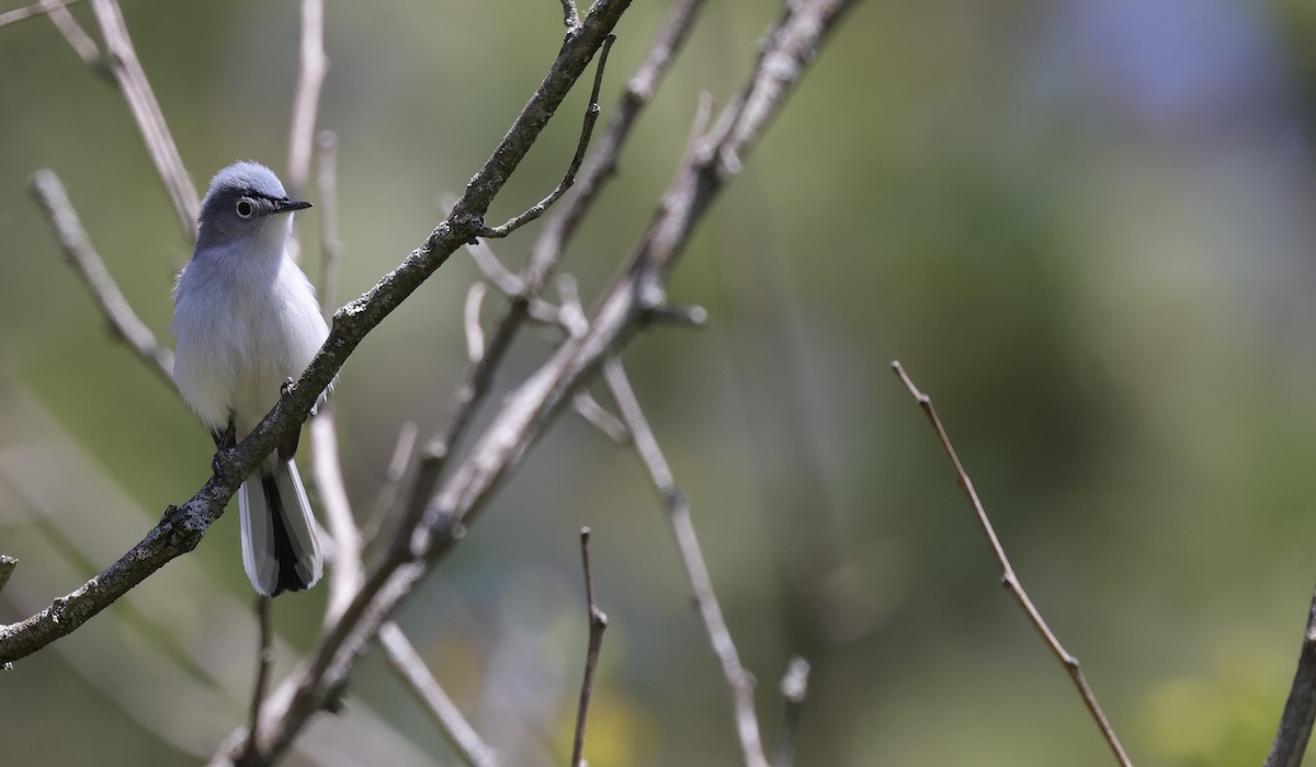 Blue-gray Gnatcatcher - ML638952074