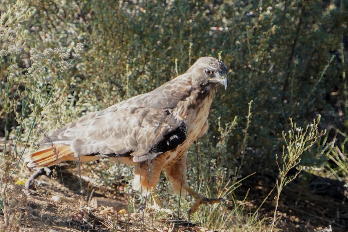 Red-tailed Hawk - ML638952078