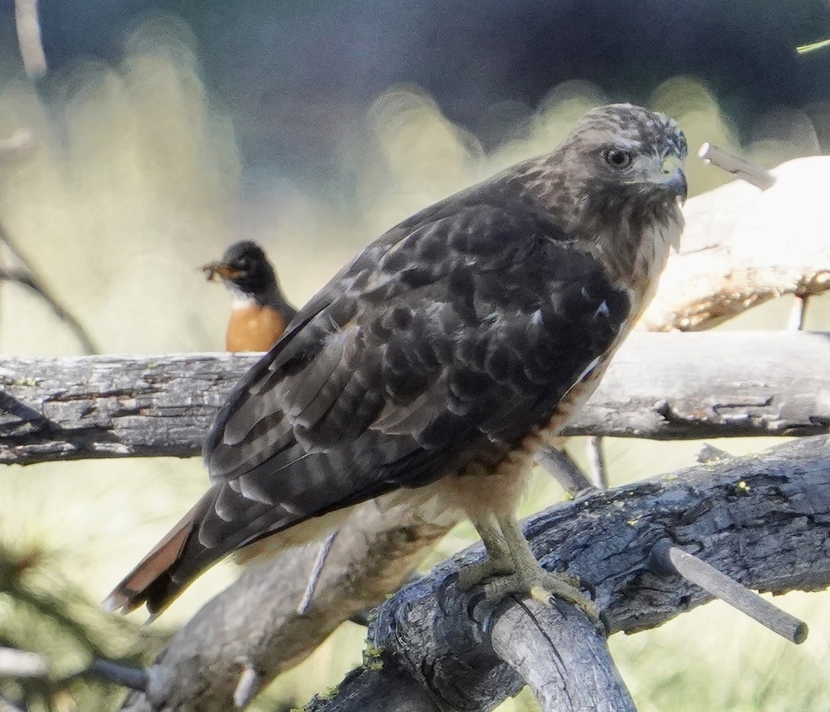 Red-tailed Hawk - ML638952079