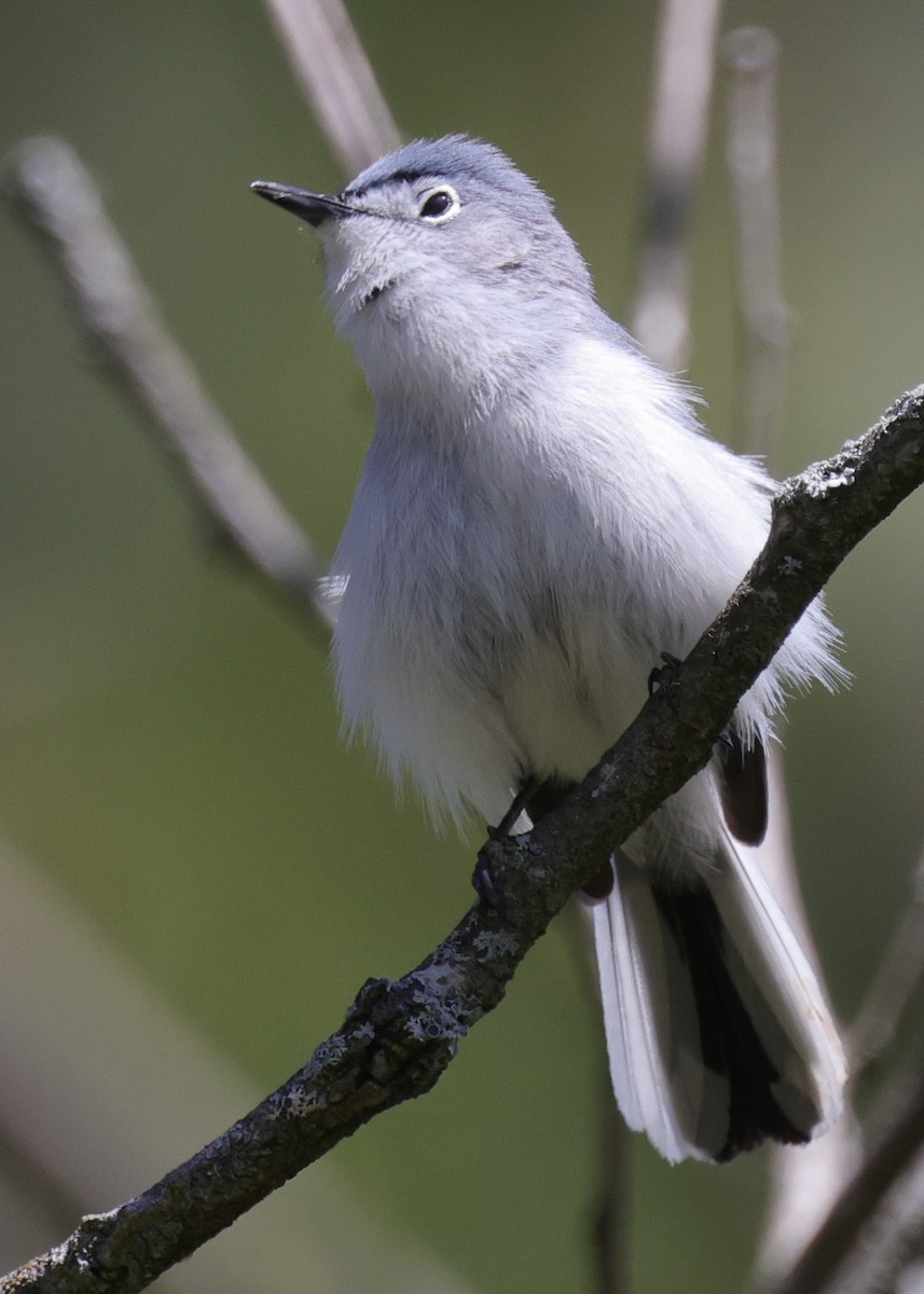 Blue-gray Gnatcatcher - ML638952083