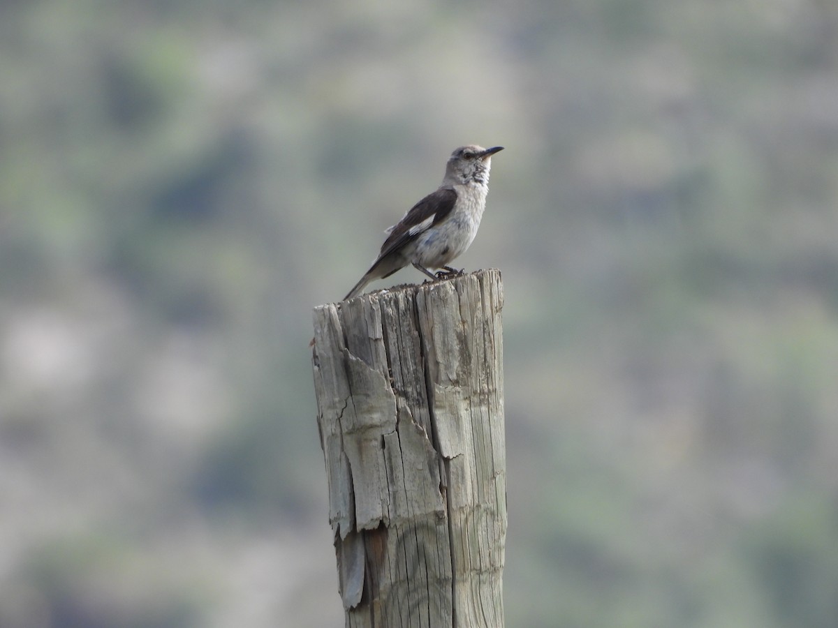 Northern Mockingbird - ML638952084