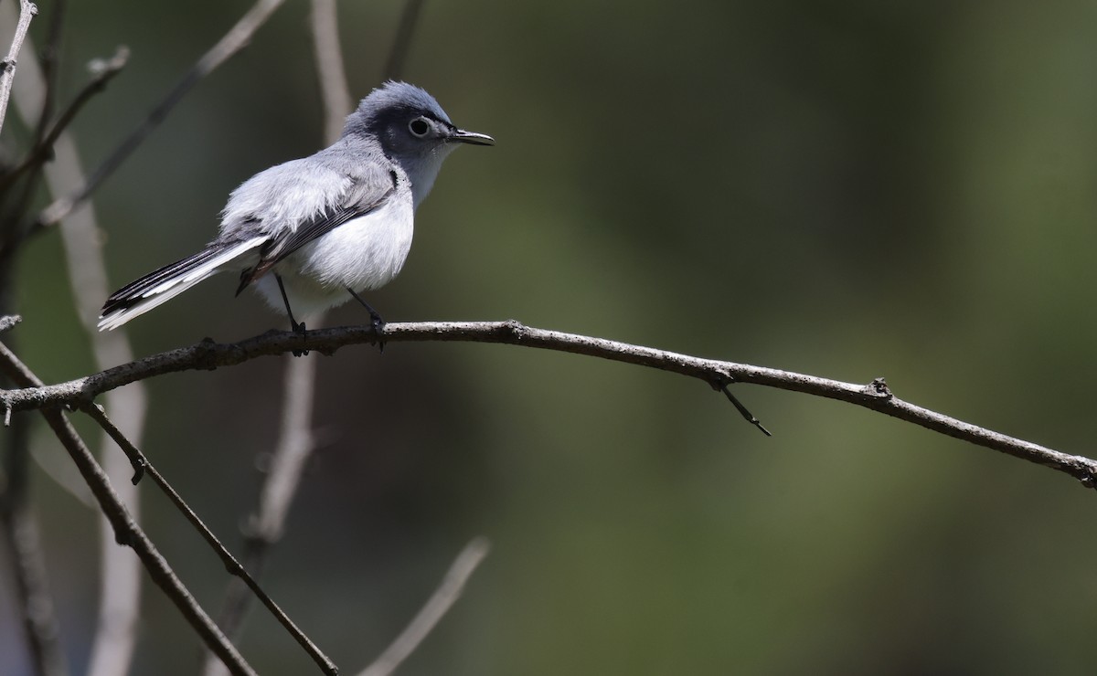 Blue-gray Gnatcatcher - ML638952091