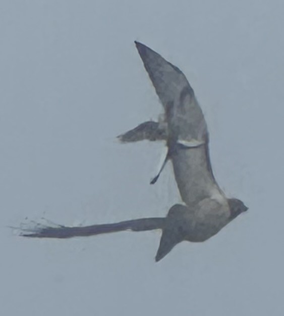 Red-tailed Hawk - ML638952092