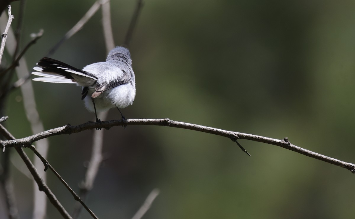Blue-gray Gnatcatcher - ML638952097