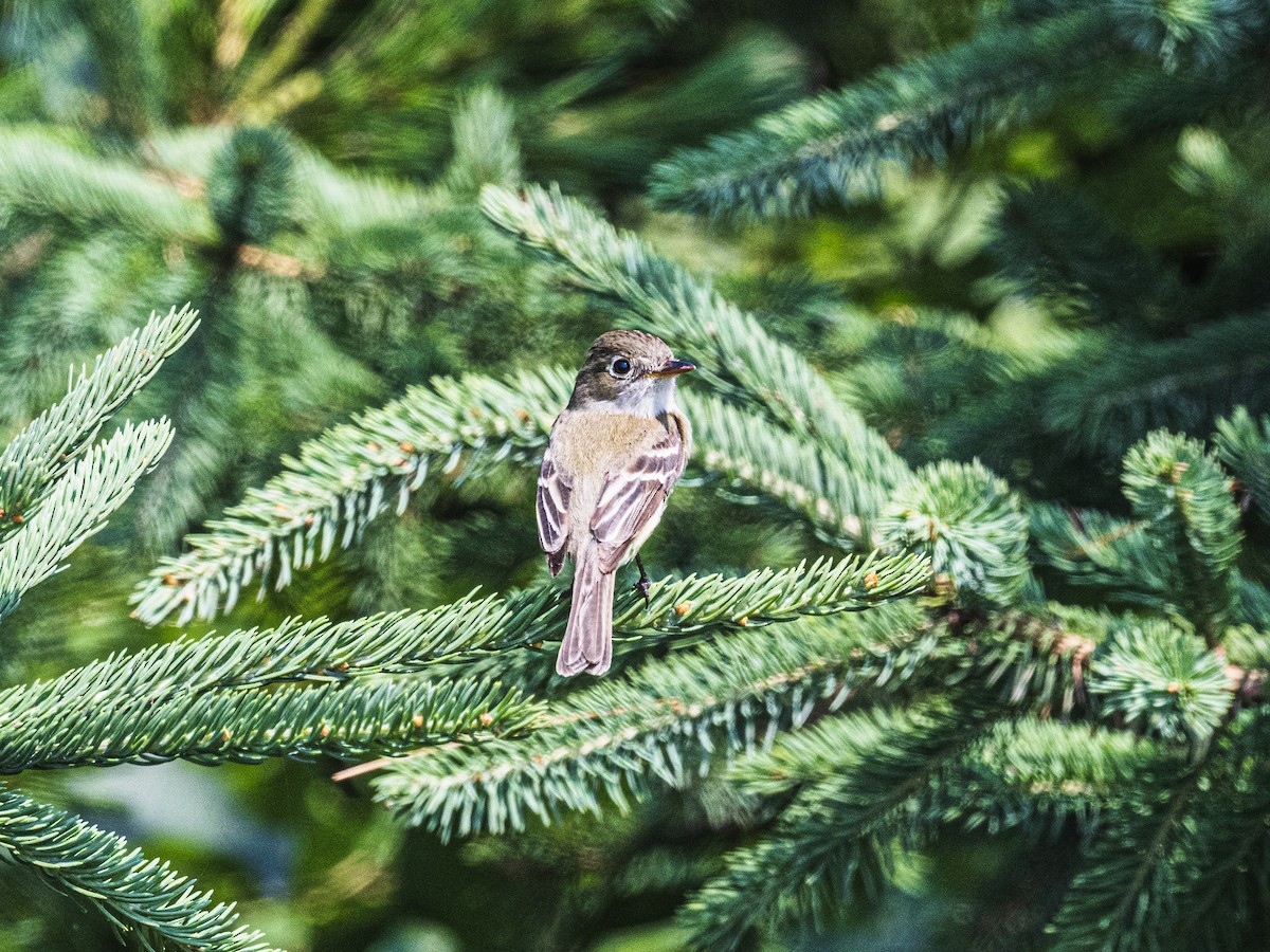 Alder Flycatcher - ML638952100