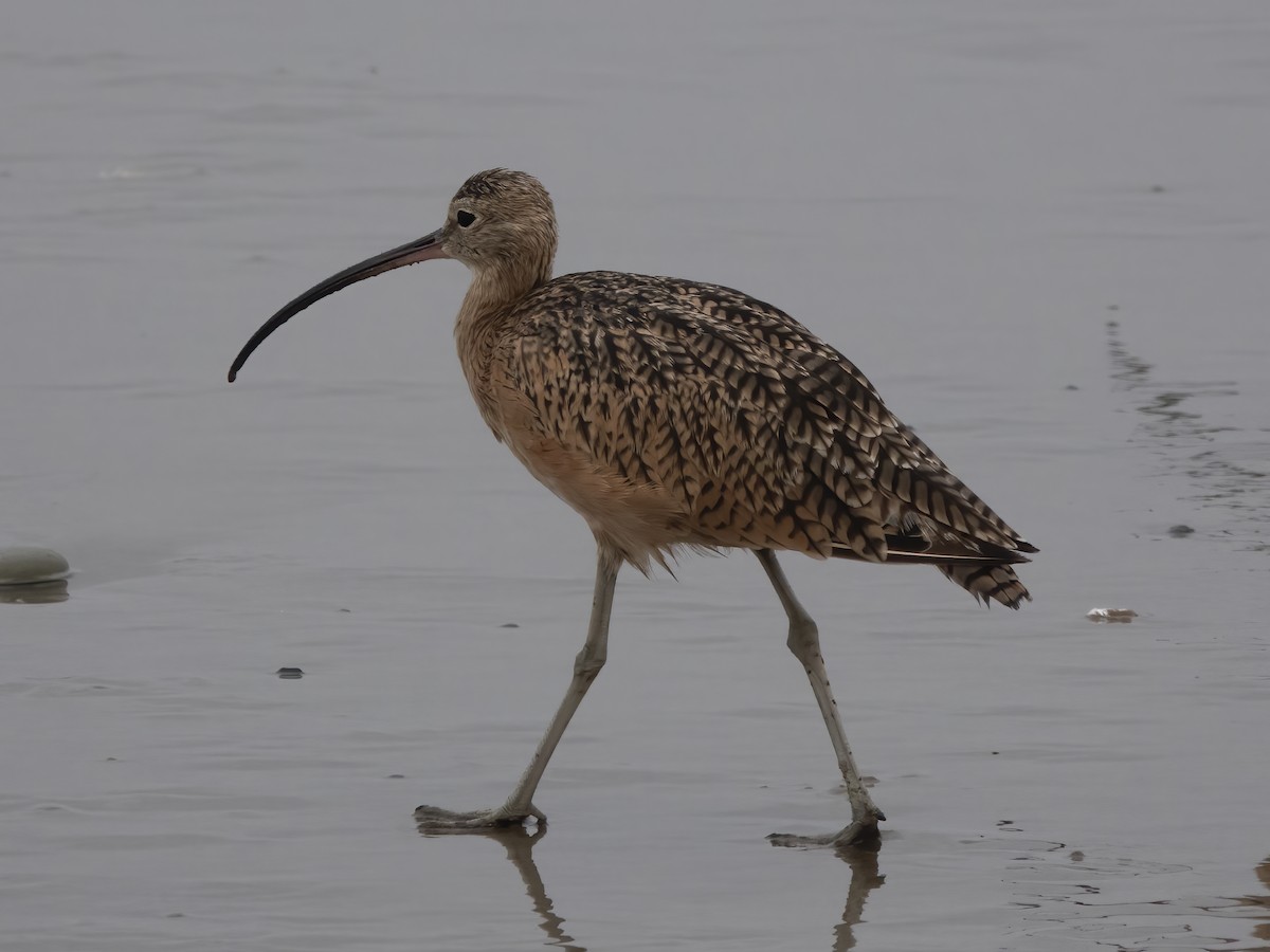Rostbrachvogel - ML638952122