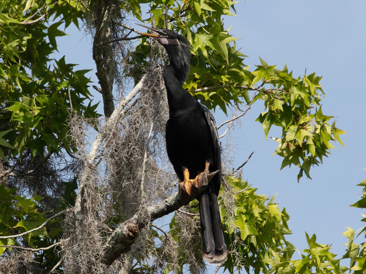 Anhinga - ML638952123