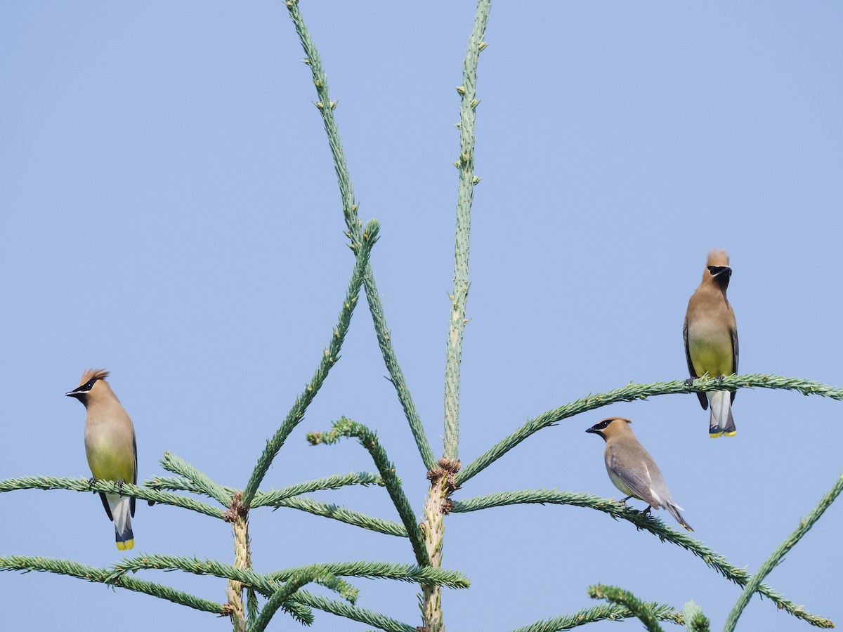Cedar Waxwing - ML638952132