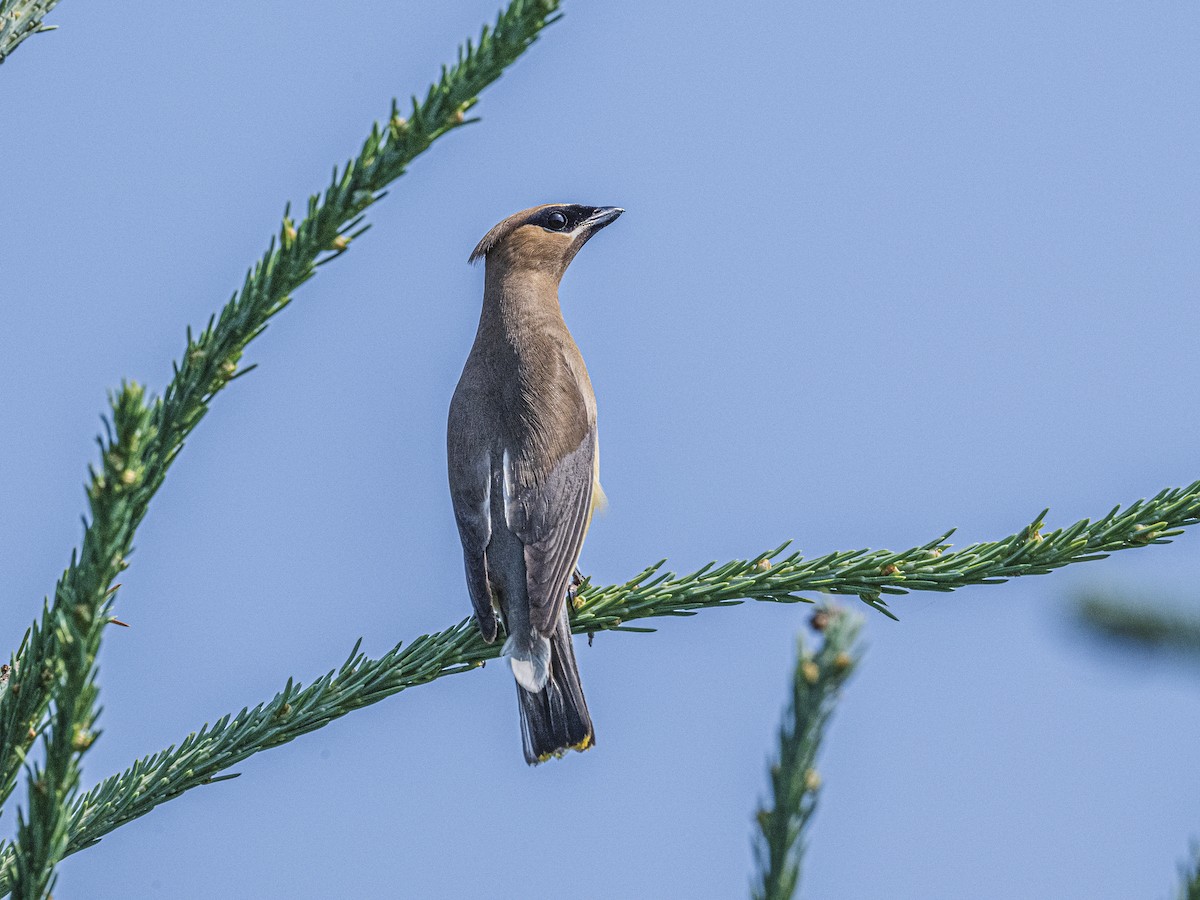 Cedar Waxwing - ML638952133
