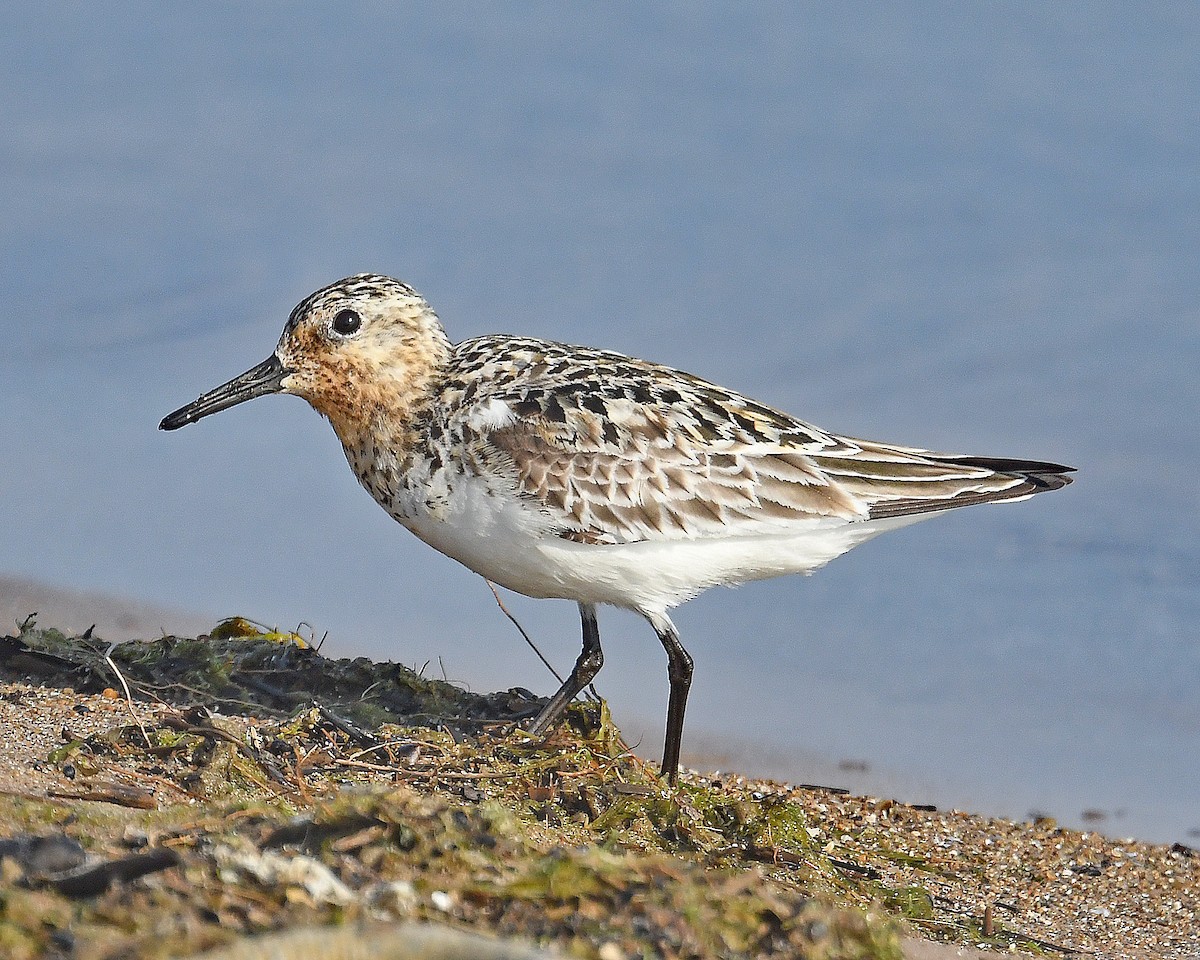 Sanderling - ML638952156