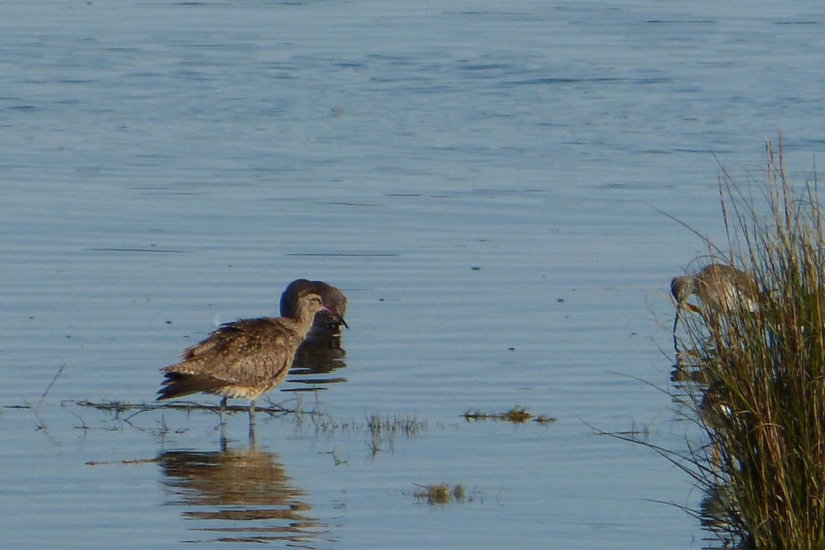 Chiurlo piccolo americano - ML638952158