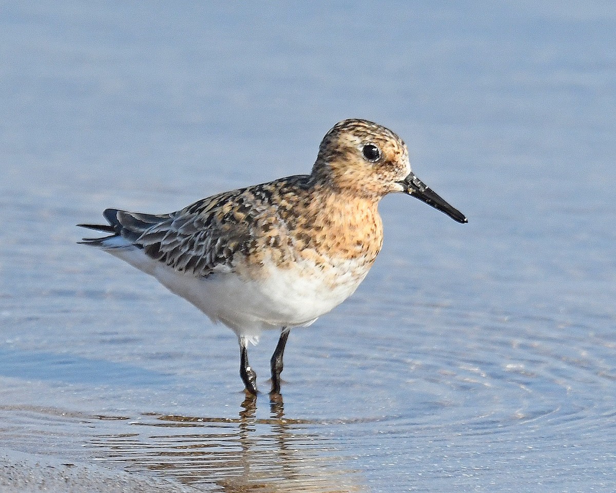 Sanderling - ML638952165