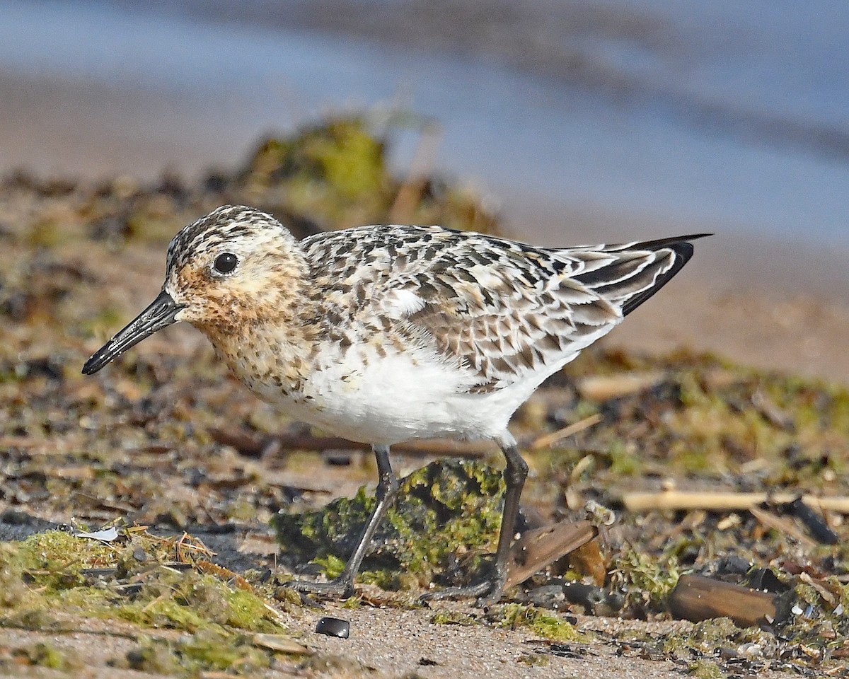 Sanderling - ML638952173