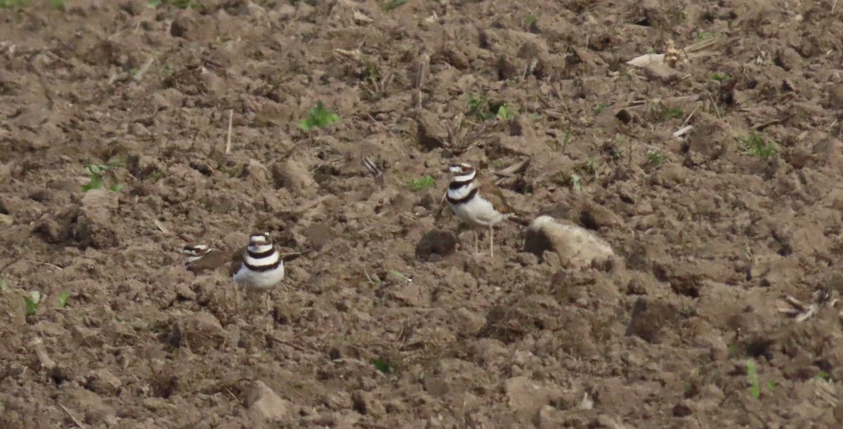 Killdeer - ML638952179